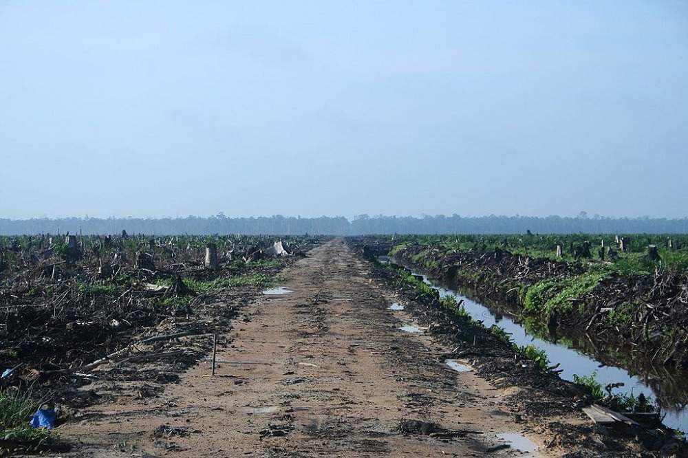 Campaigners call out use of palm oil in biofuel in bid to save the rainforest